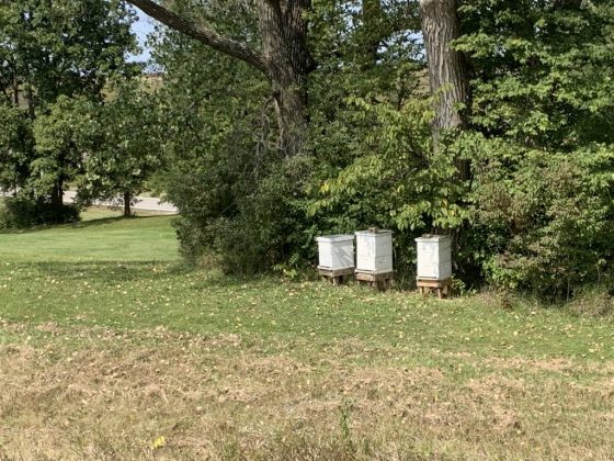 Janeta's Bee Hives